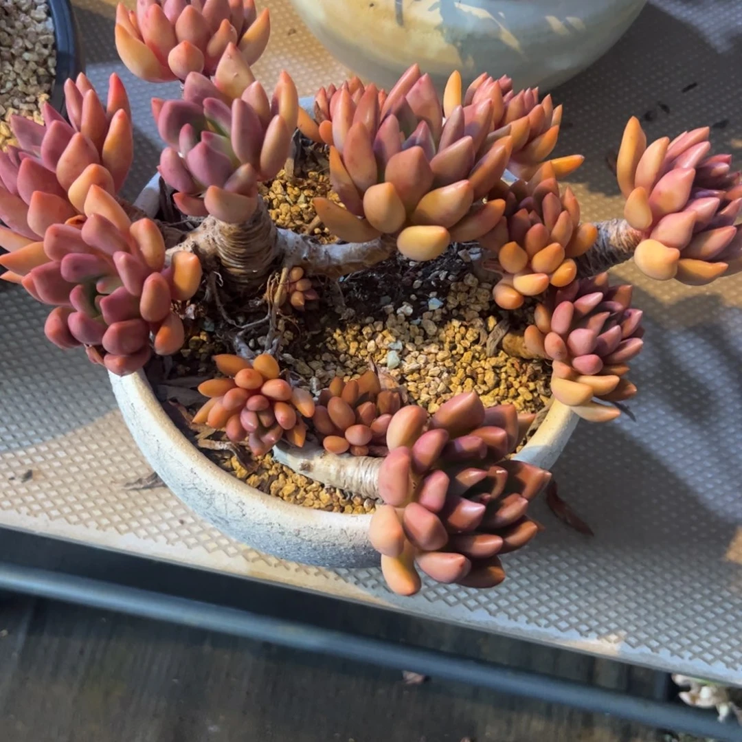南***l多肉植物多肉植物