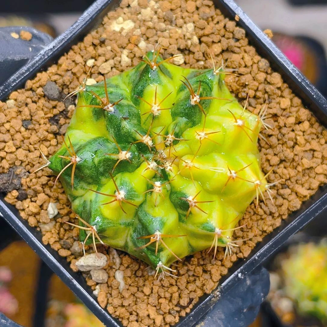 米哈010 乌贼A后代4.8公分