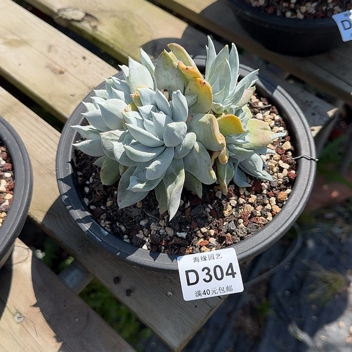 蔡*拇指仙女杯多肉植物