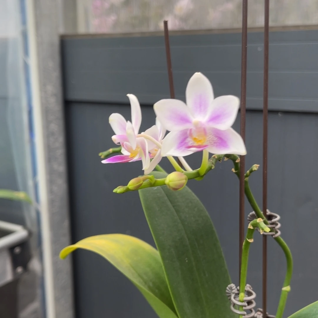 当前无花栽培后可以开花5寸 swr雪花交eq