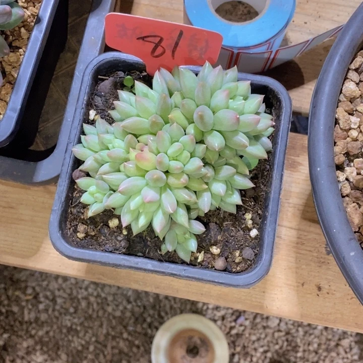 ****七你要吃好了我等的