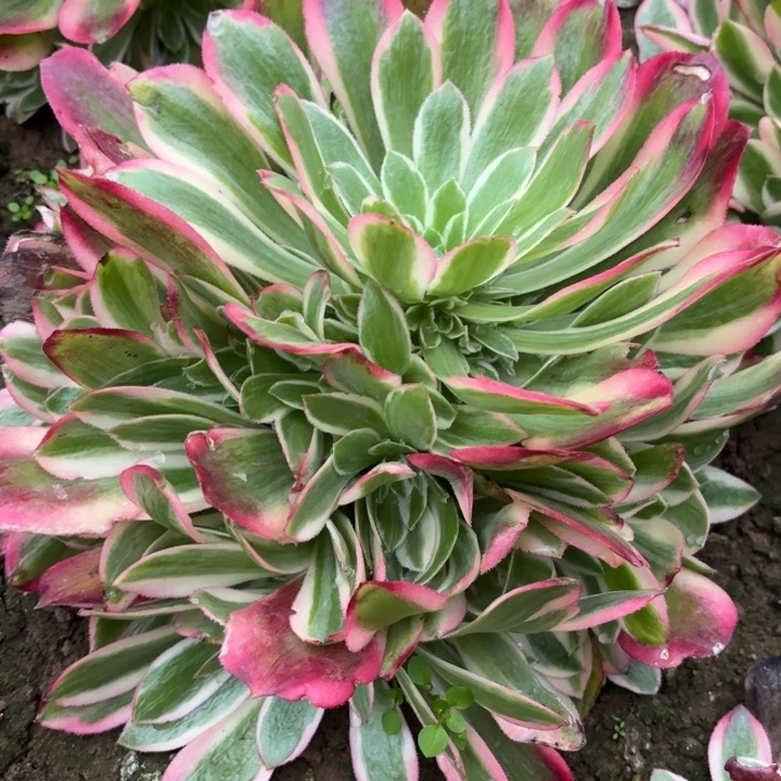 邀月量拍一颗断枝不包