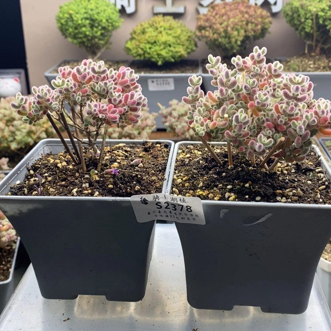 射*座2378套餐2颗实生优选冰晶枝干番杏
