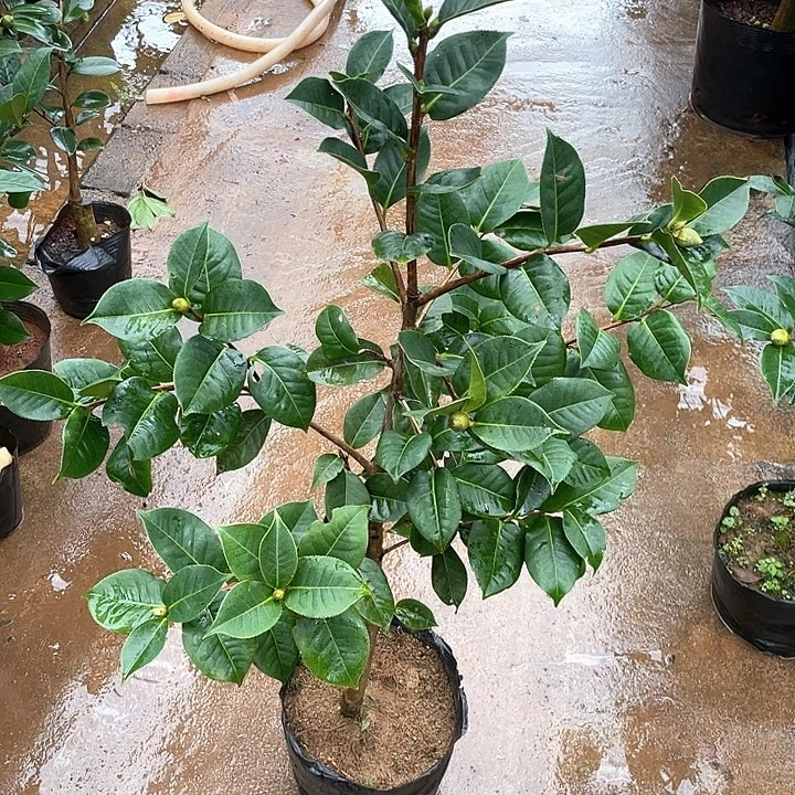 芬***完全开放十级灯牌五折牡丹皇后