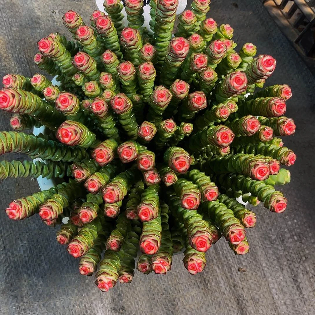 钱多多多肉 25.8