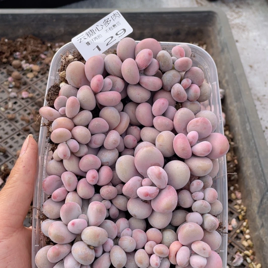 云糖心多肉植物129