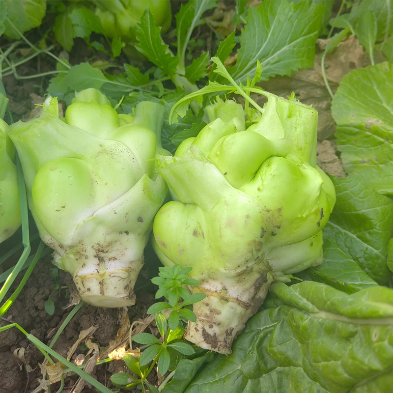 5斤新鲜榨菜坨农家自种榨菜果