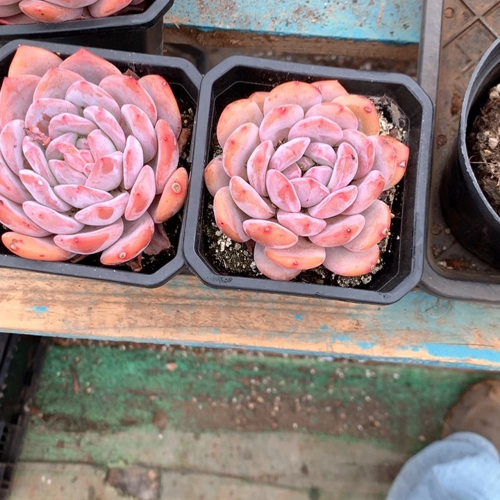 糖心雪天使橙梦露9.9两颗