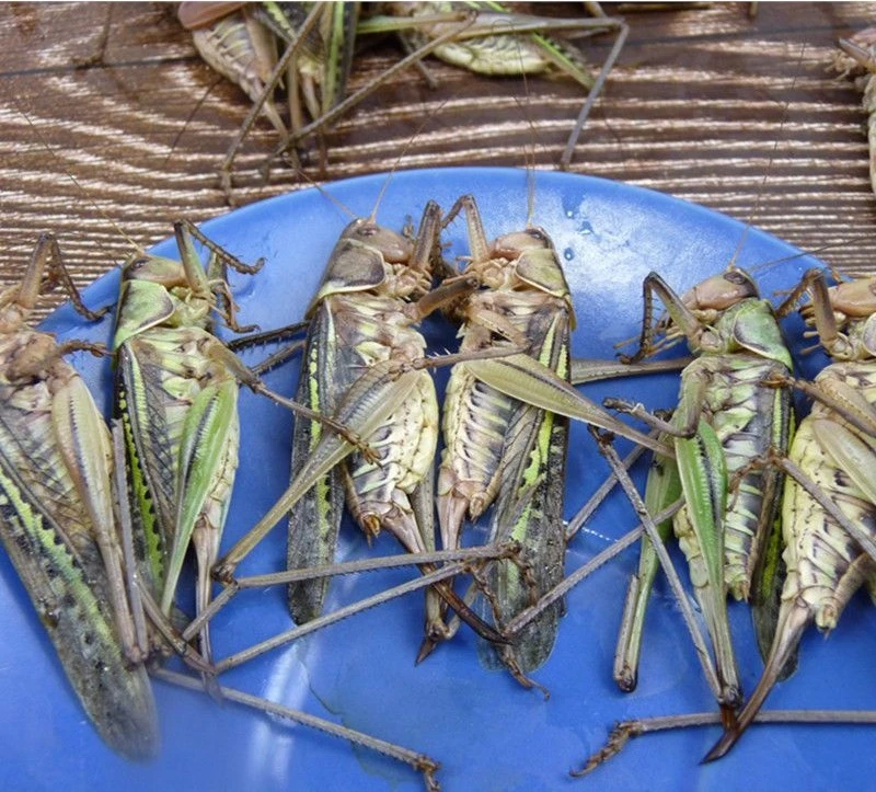 山东特产速冻带翅蝈蝈乖子咬乖美味冷冻发货