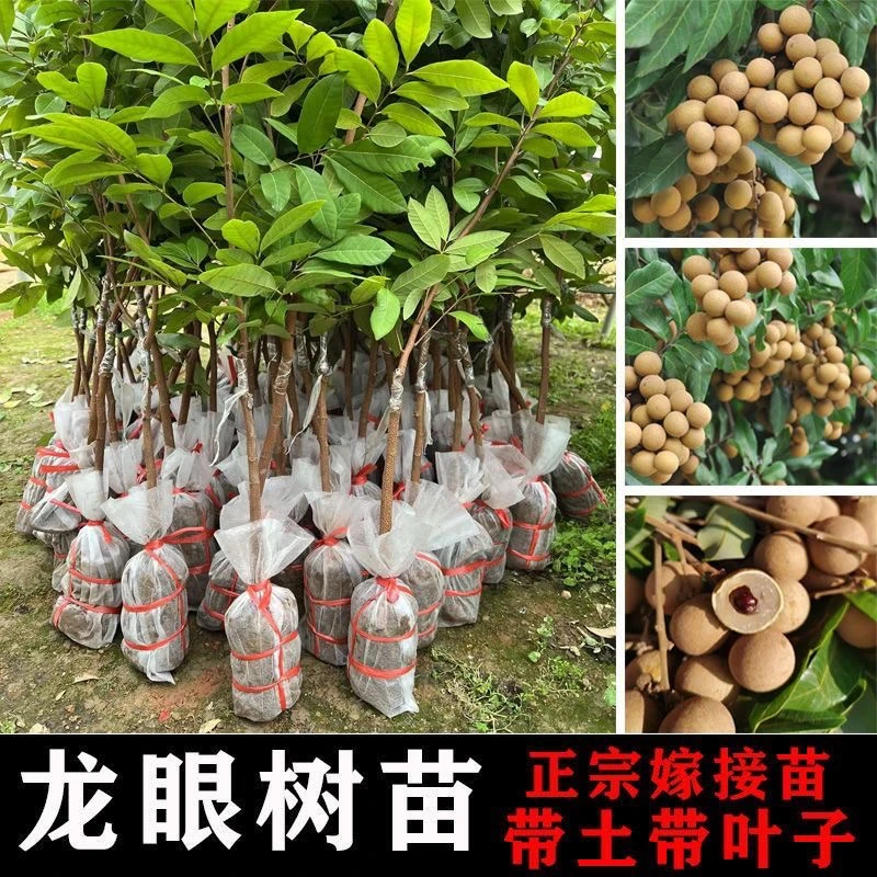 正宗广西嫁接四季龙眼石峡龙眼储良龙眼盆栽地栽桂圆树苗当年结果