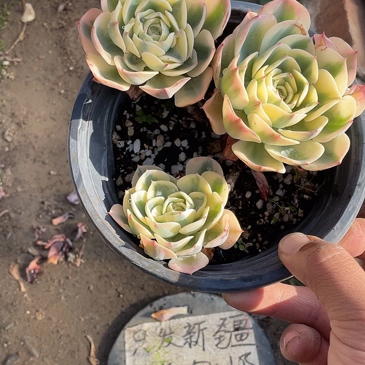 子***月单头玉蝶锦带盆发货