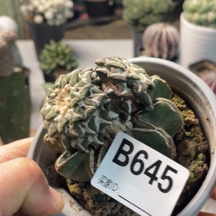 645级牡丹一个仙人球