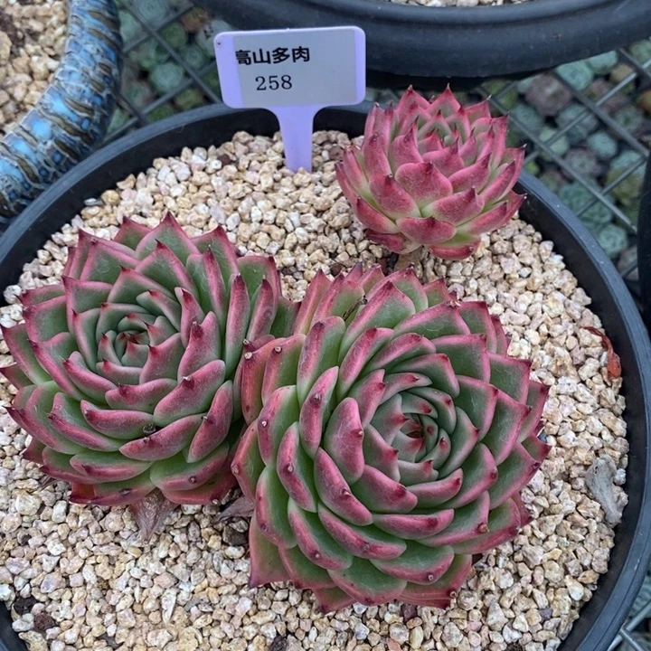 Y***﹏D258- 直播福利 香槟