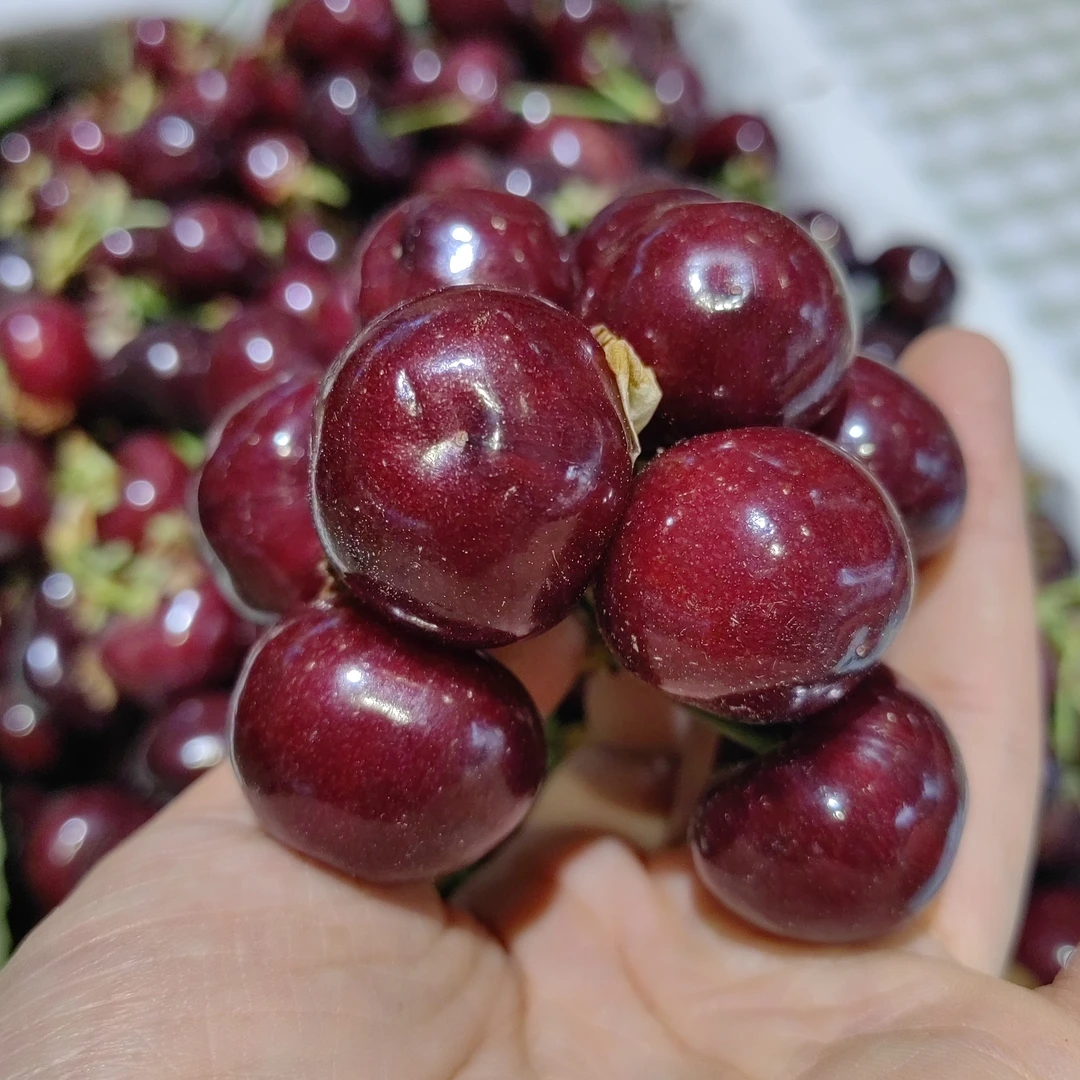 汉源车厘子500克L汉源县