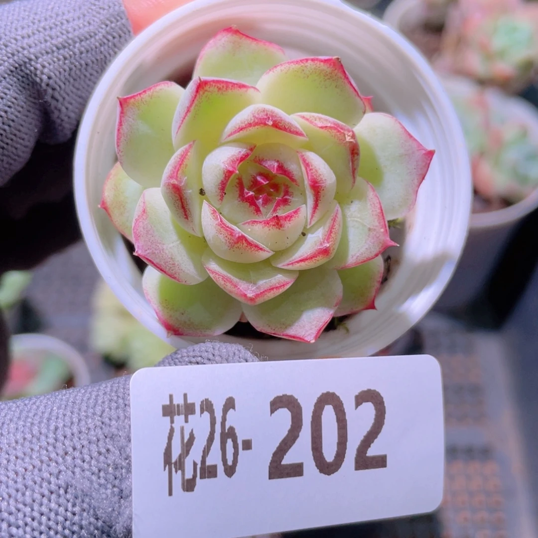 花利美26-202女王