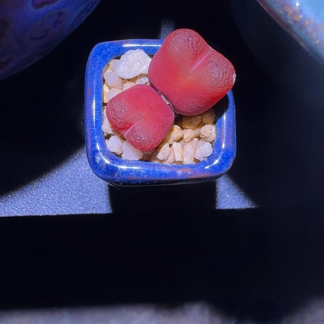 毛汗尼 双头 一物一拍