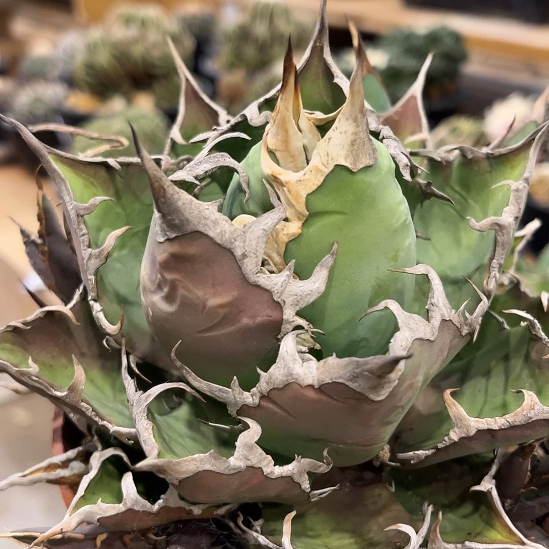 潮流植物 凯撒龙舌兰