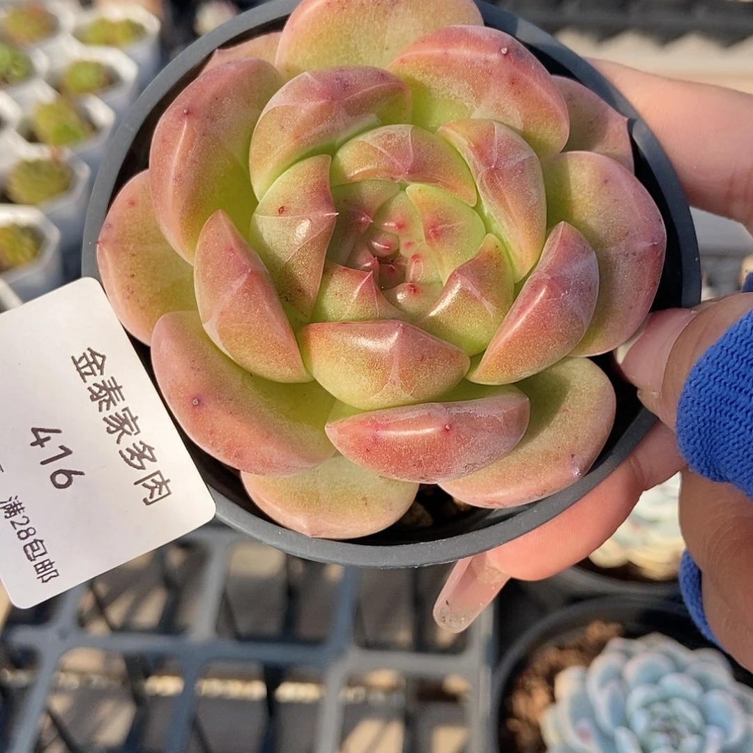 金泰家多肉，416青华