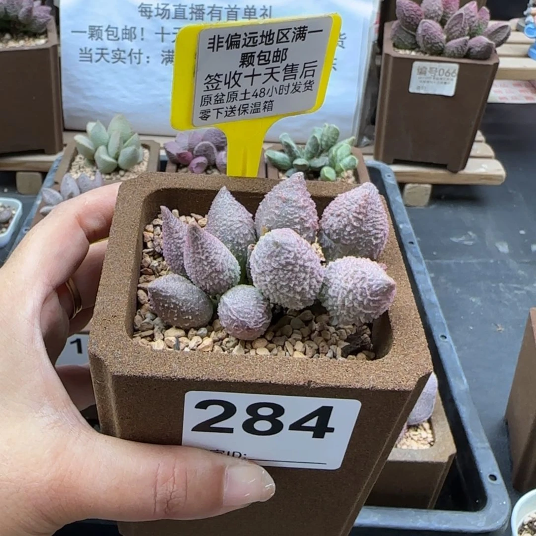 284红粉哈莫杂多肉植物