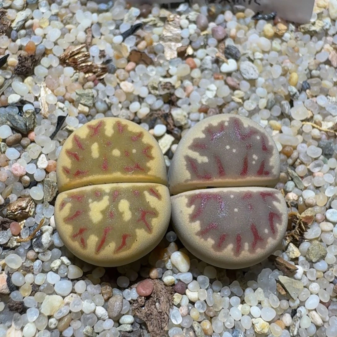 zzzz精品生石花527