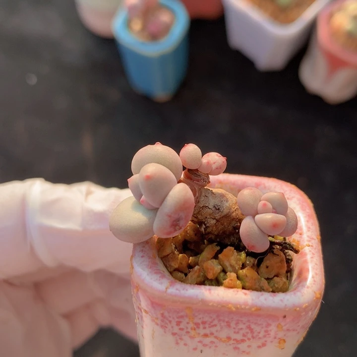 043 香水奶酪 3头 木质老粗桩