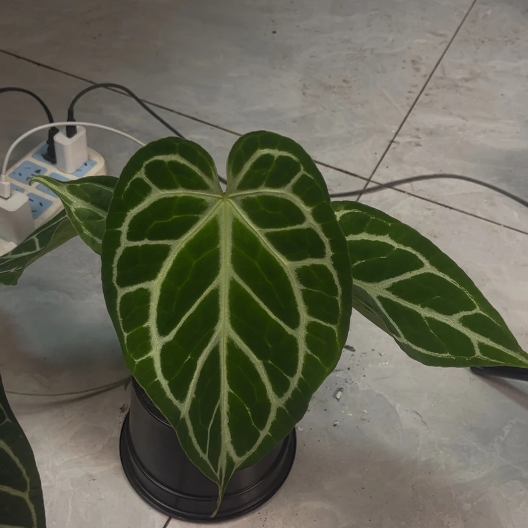 不开花植物（a7活动两颗起拍 无售后）