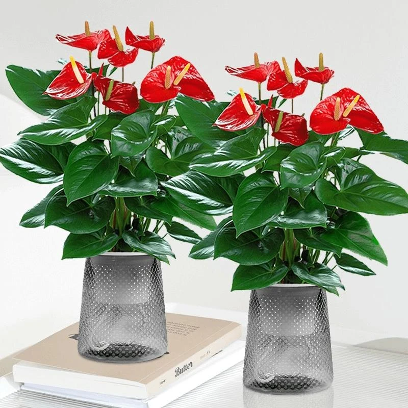 红掌盆栽带花小大叶大花卉驱蚊植物室内家居绿植鸿运当头四季开花