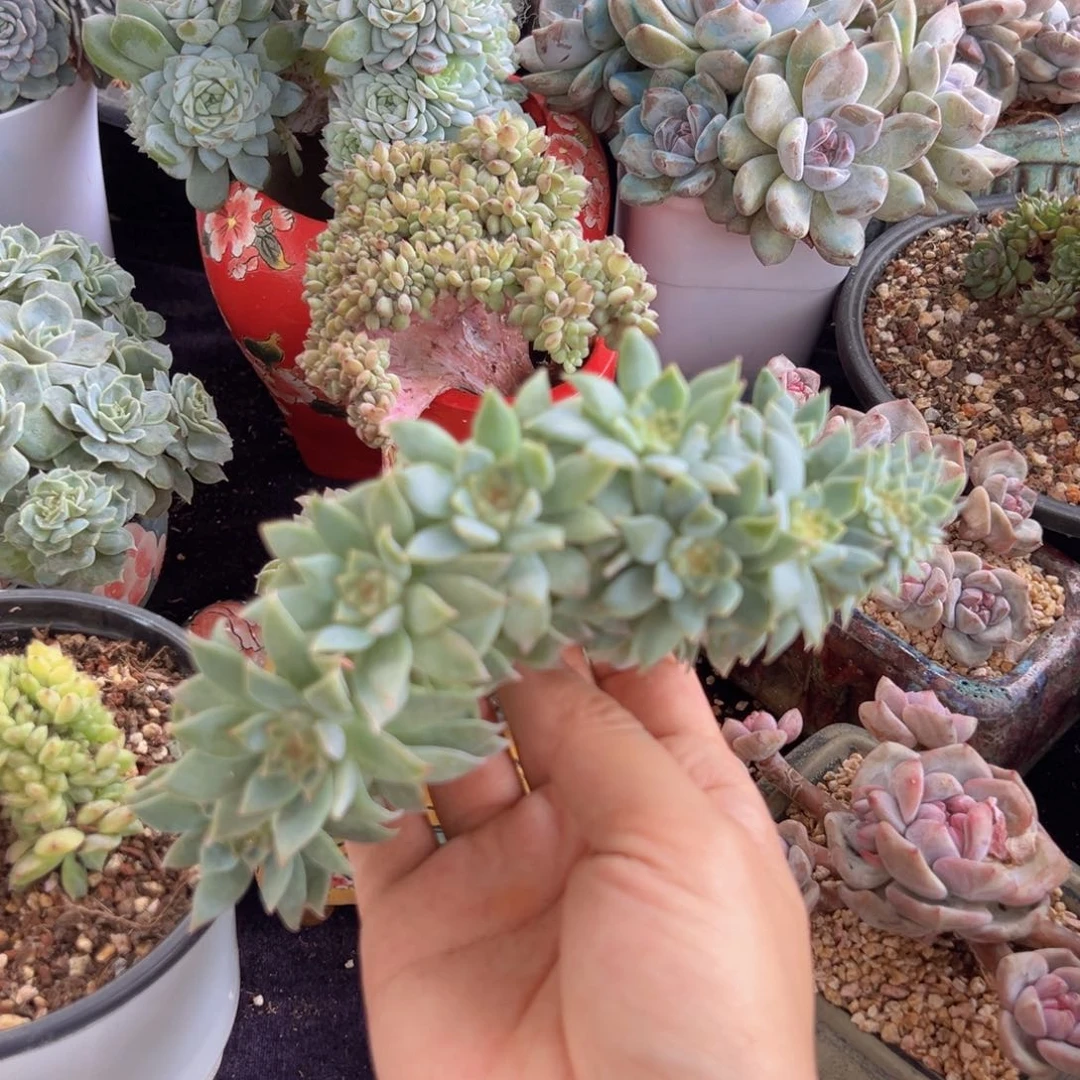 新年快乐 新年快乐