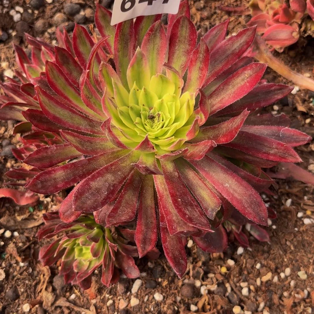 月*647多肉植物不知名