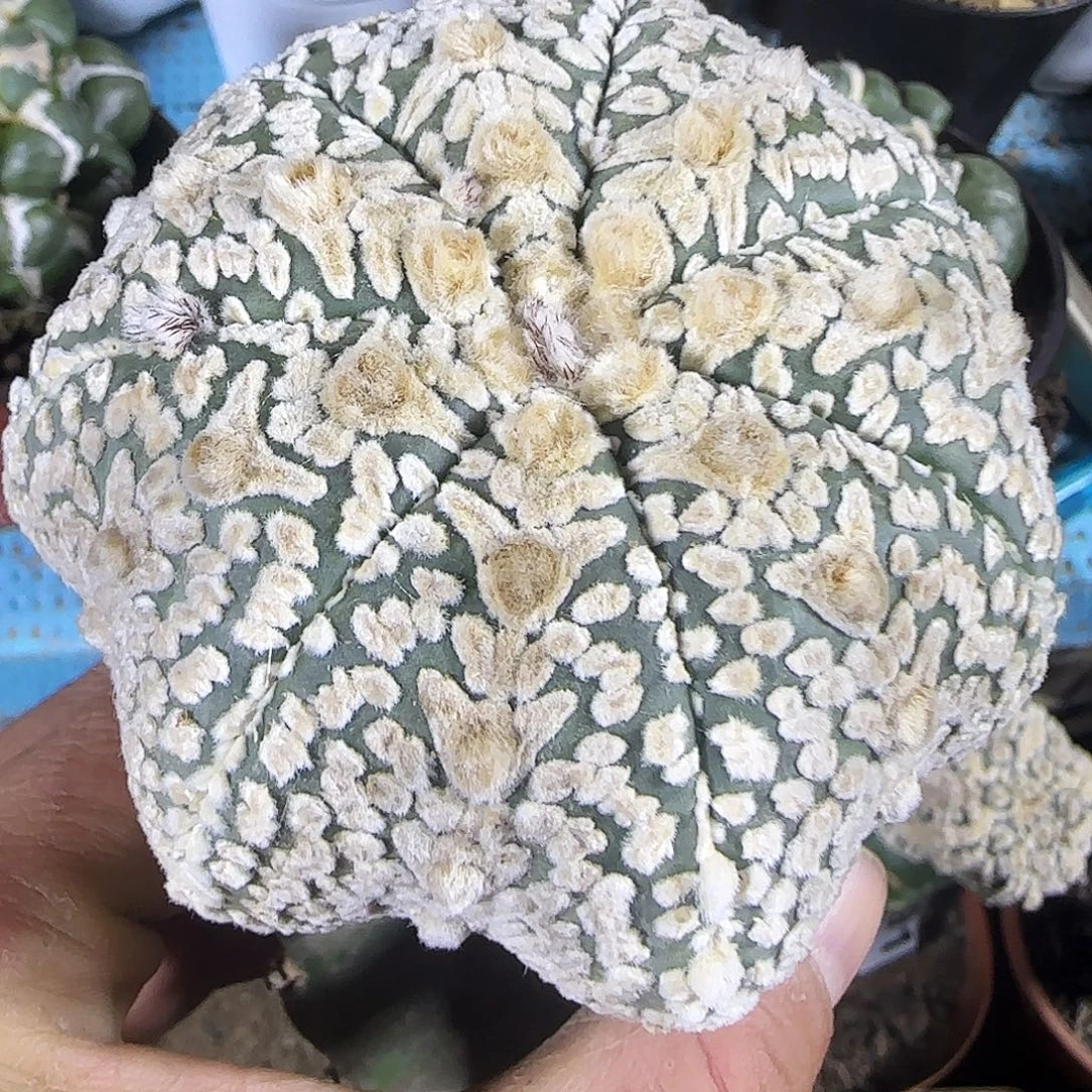 海星v兜208仙人球