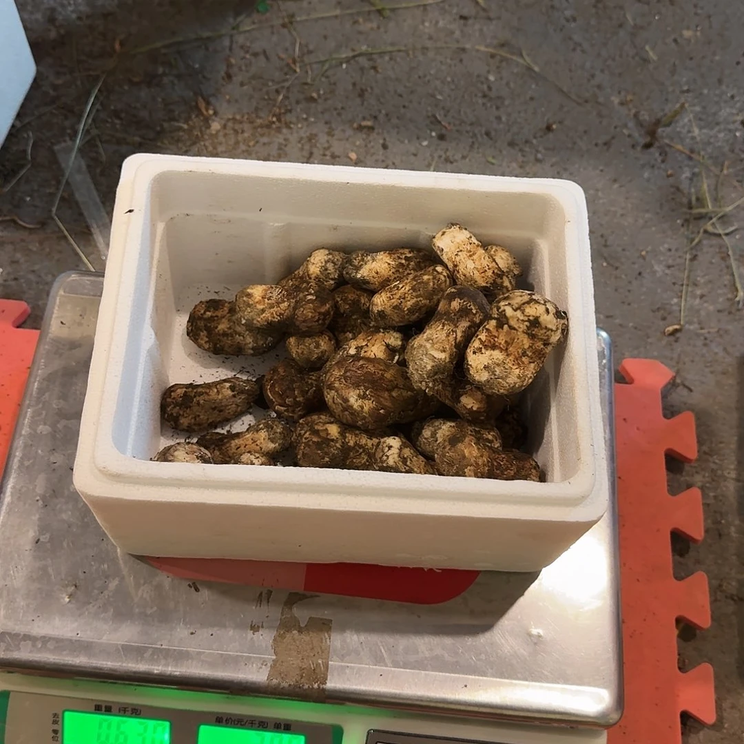 用***6完全开放亚英村新鲜松茸