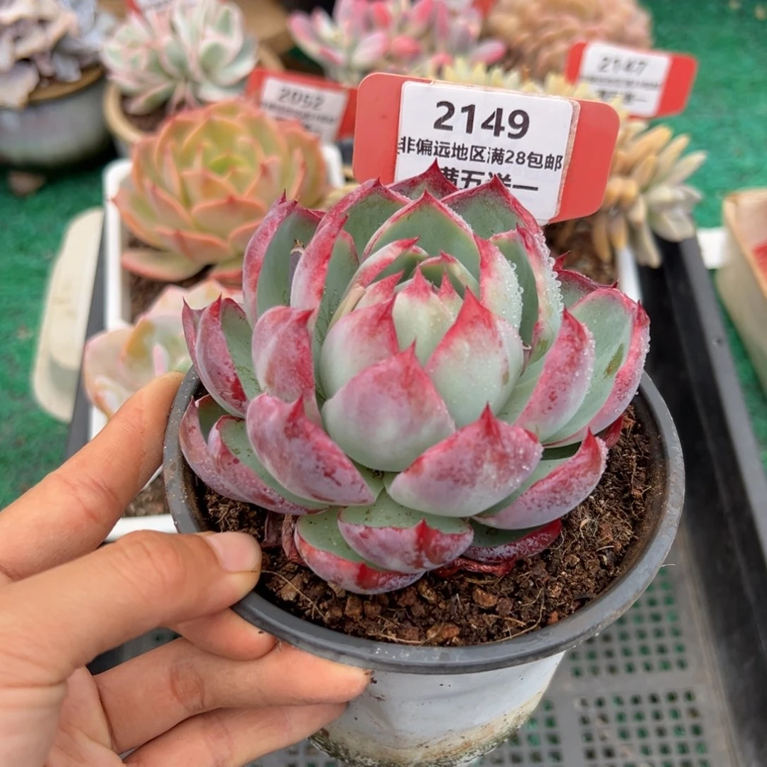 表妹精品精品多肉2149.