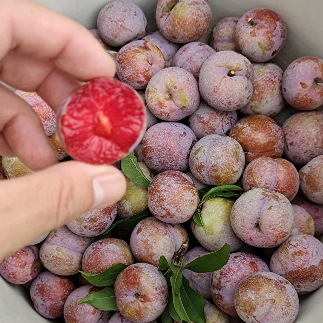 广西银非三华李3斤5斤送辣盐