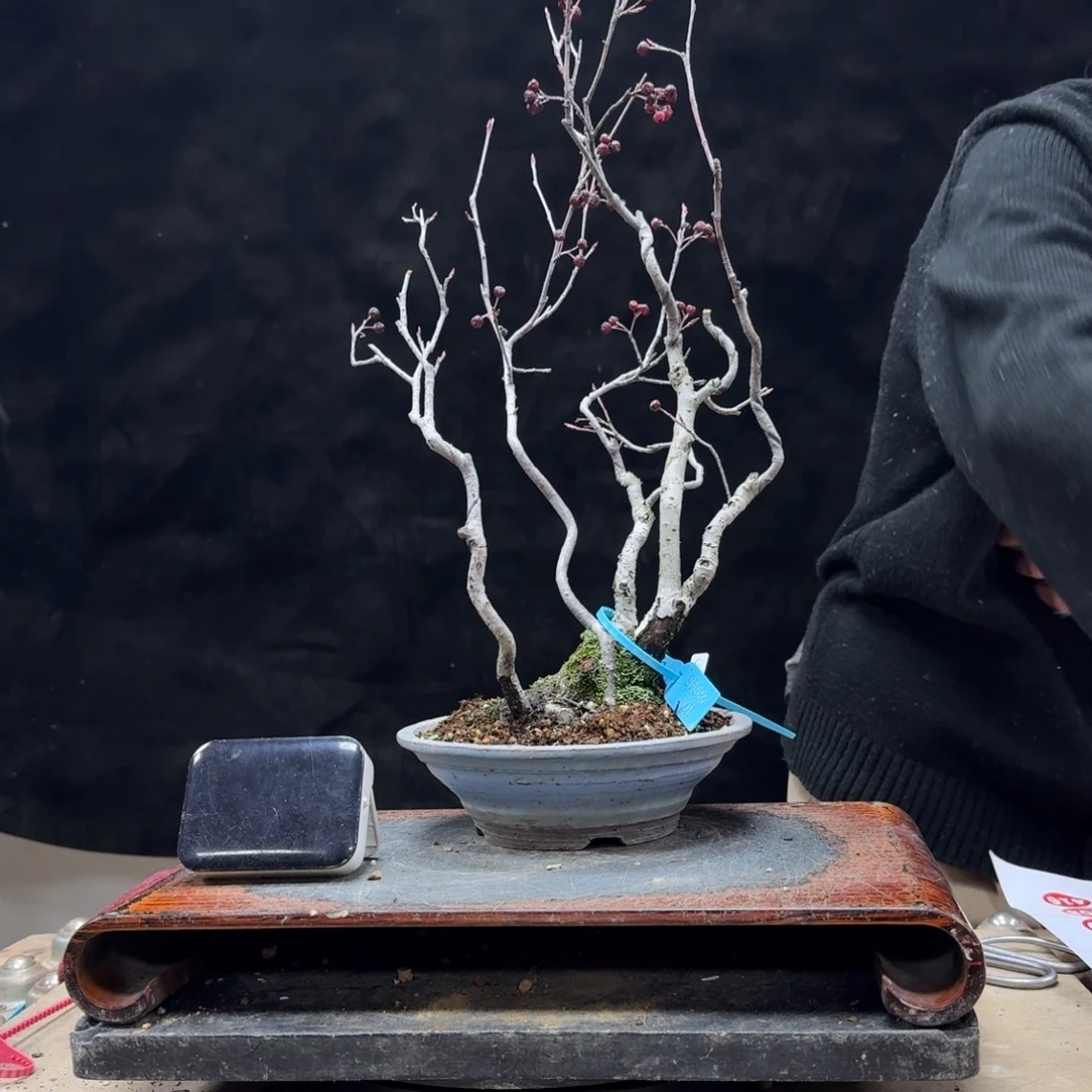 盆景顺丰到付不包邮暇*居315