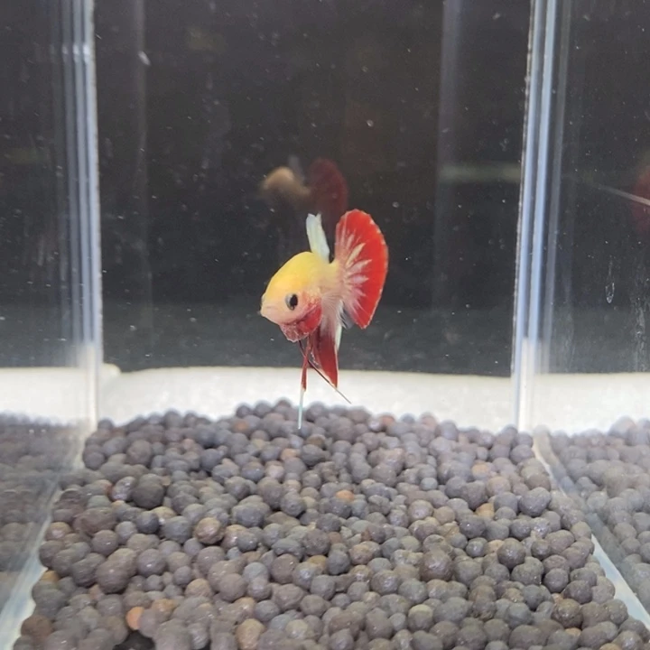 斗鱼泰国斗鱼435号