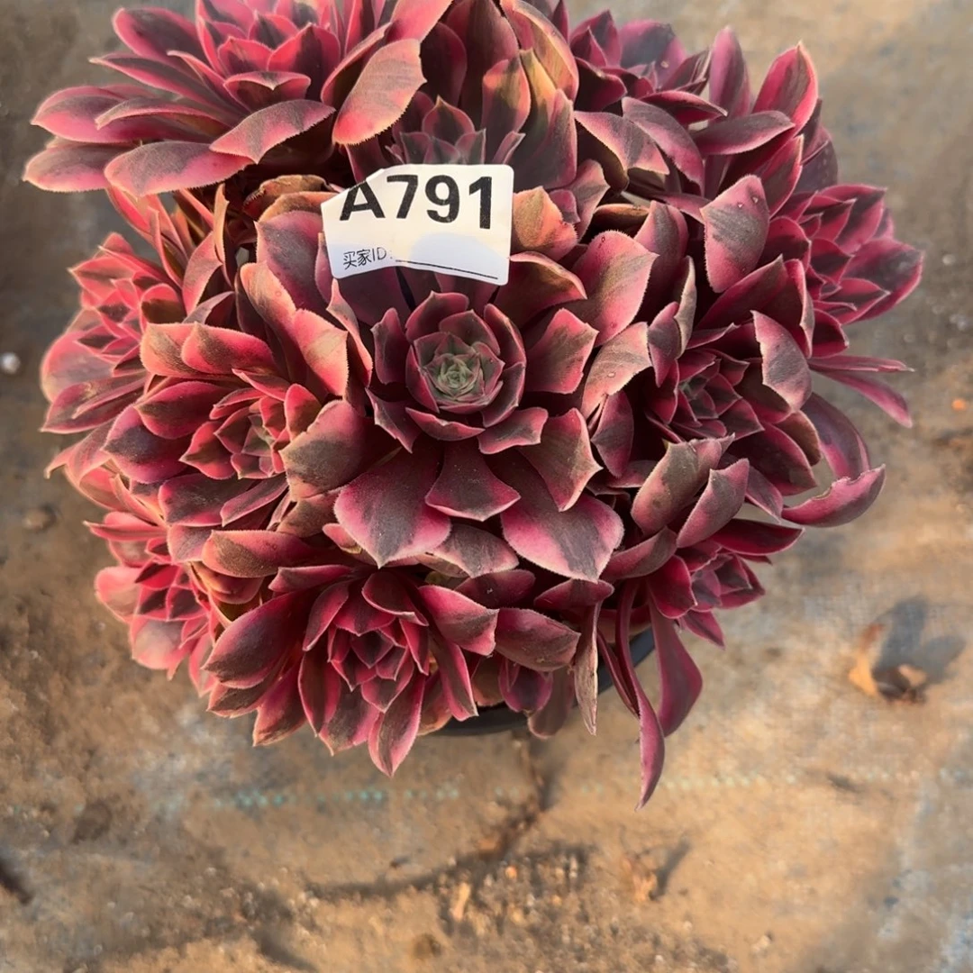 粉女妖一物一拍791