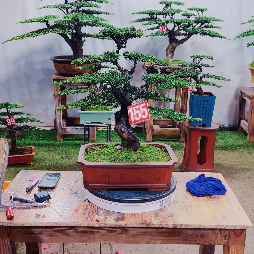 无花朵红芽珍珠罗汉松