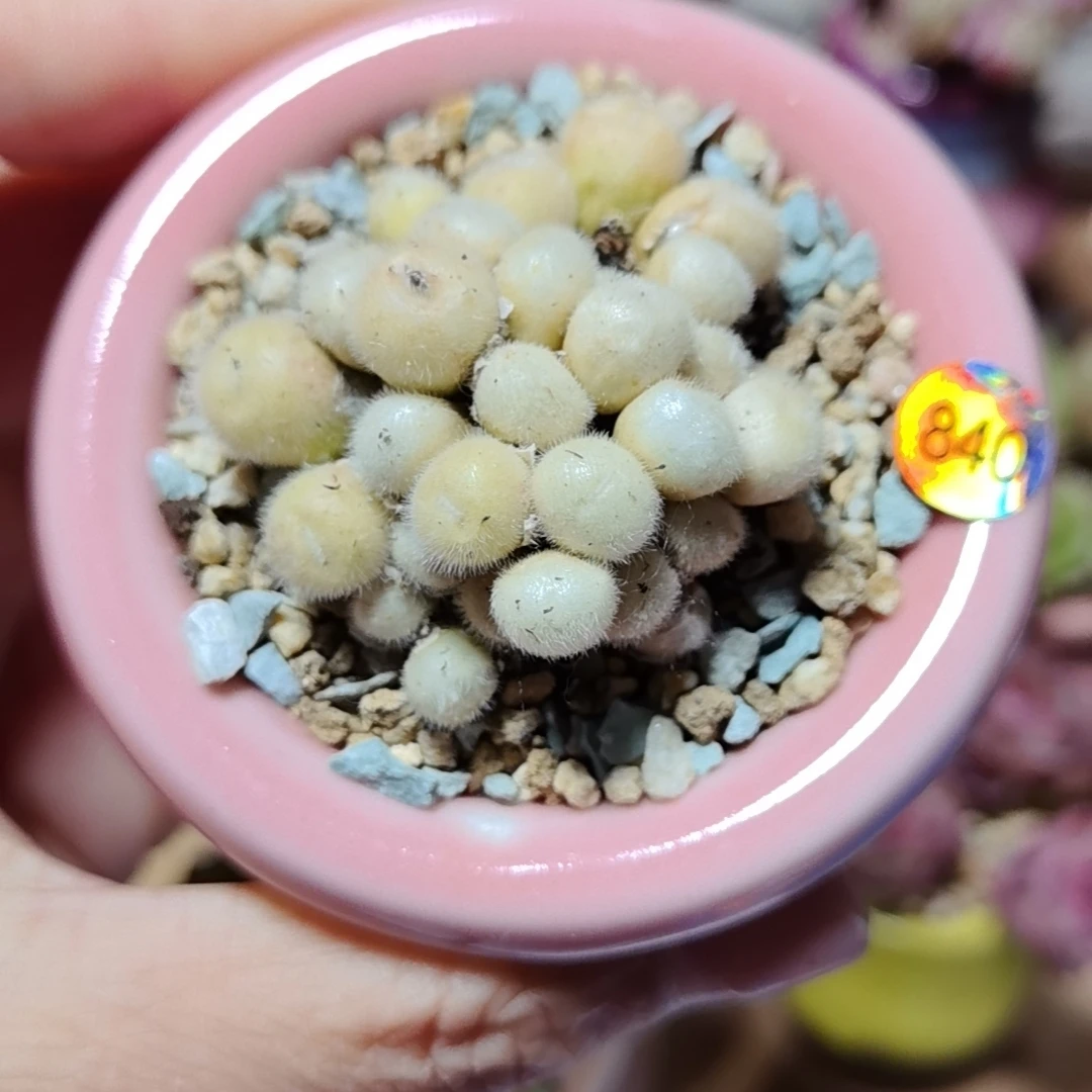 江苏多肉微景萌植 集合量拍链接(满30元包邮除偏远)