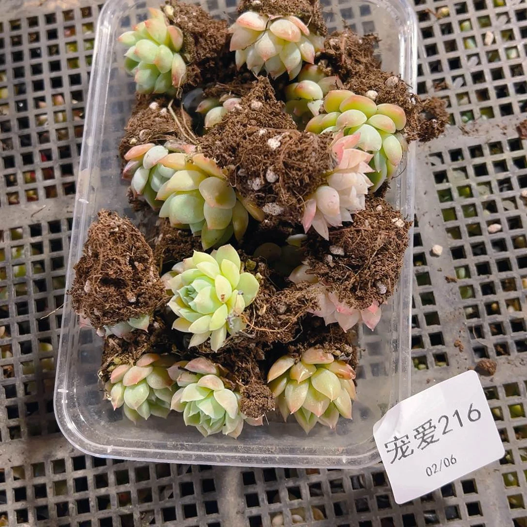 直播福利一物一拍216