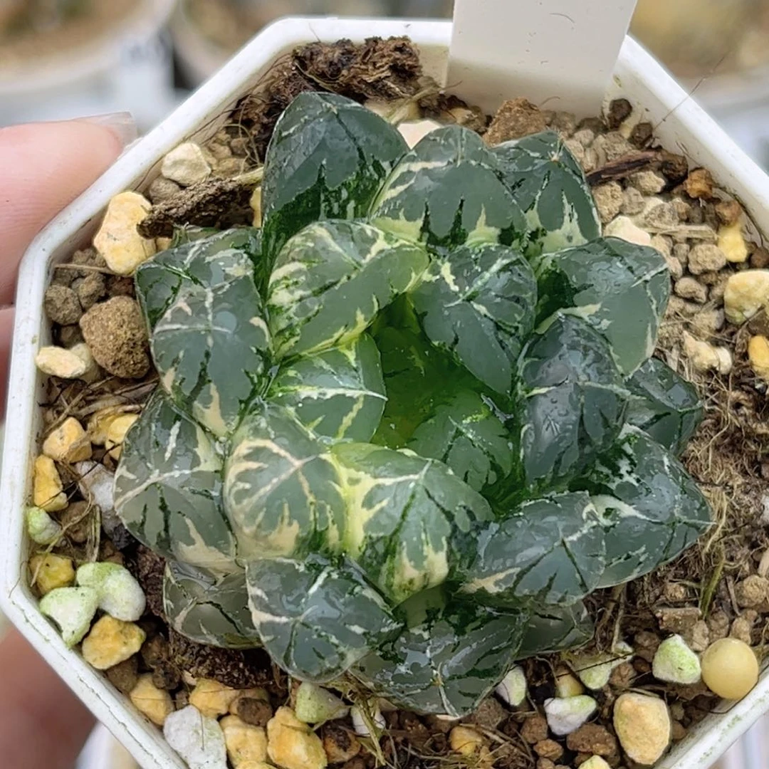 85水晶实生玉露锦福利专场