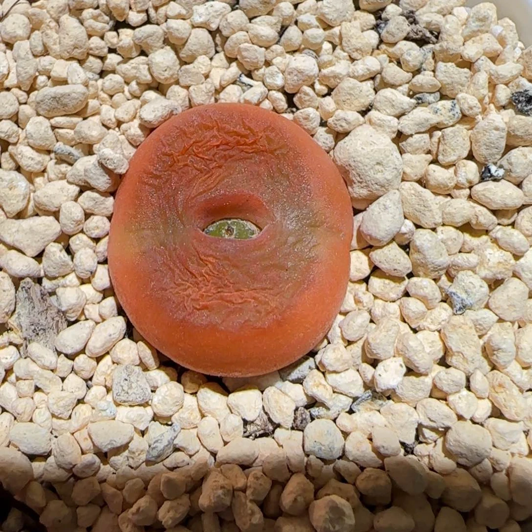 肉锥多肉植物百科-优选水蜜桃母本1301