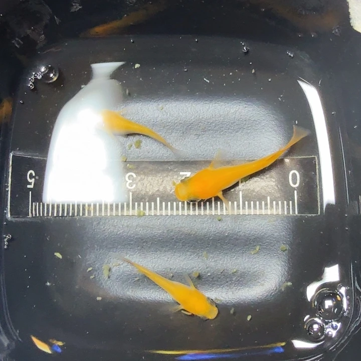 青鳉鱼23号拍品红熊猫