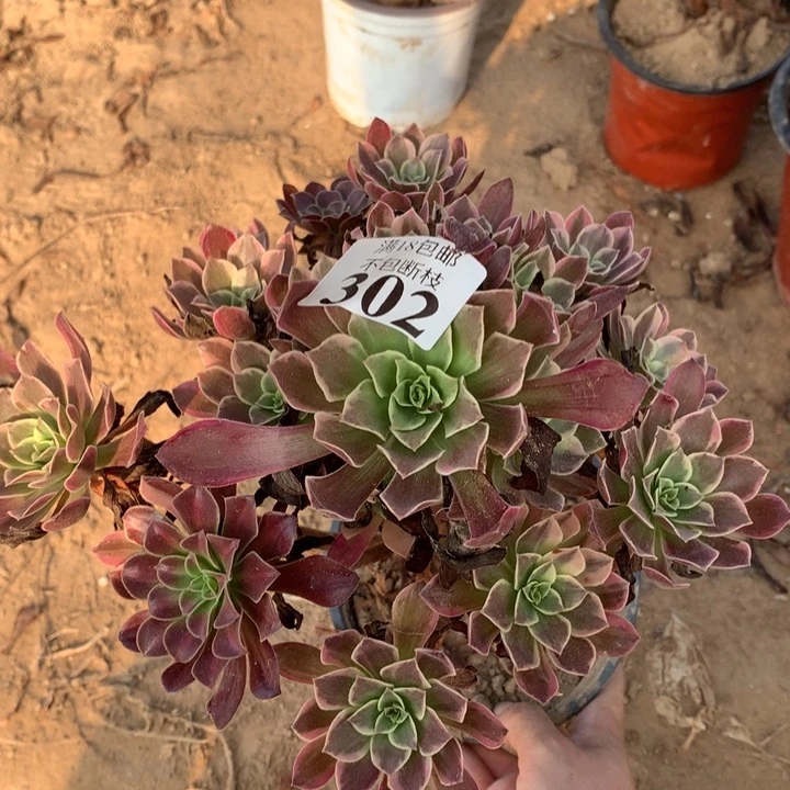 302金丝雀阴阳3号棚