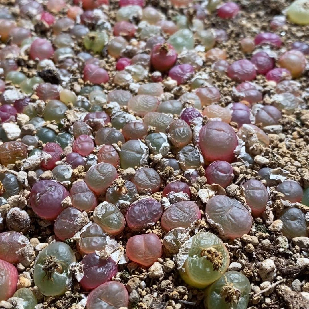 小吕红杂冰魄一颗