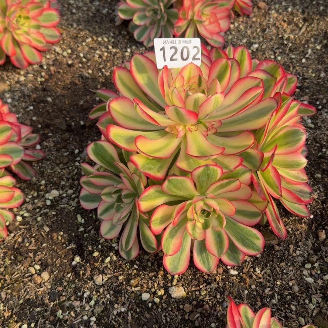 涵*1202荔枝 多肉植物