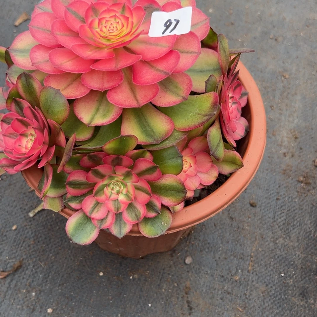 97荔枝多肉多肉多肉多肉