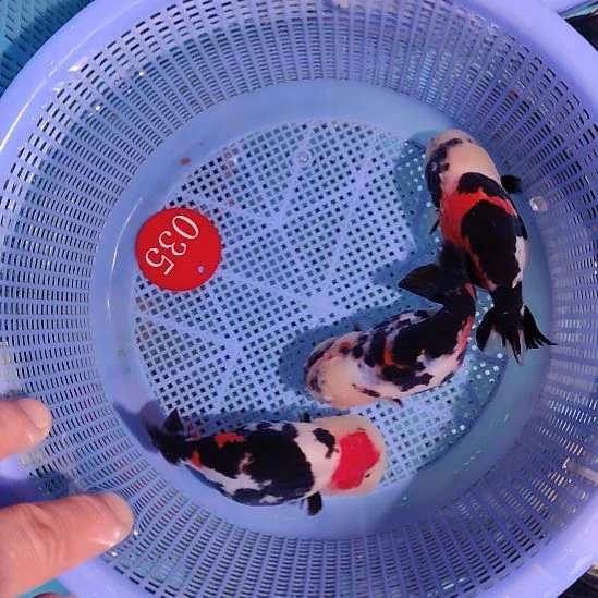 金鱼035兰寿三只特价顺丰包邮