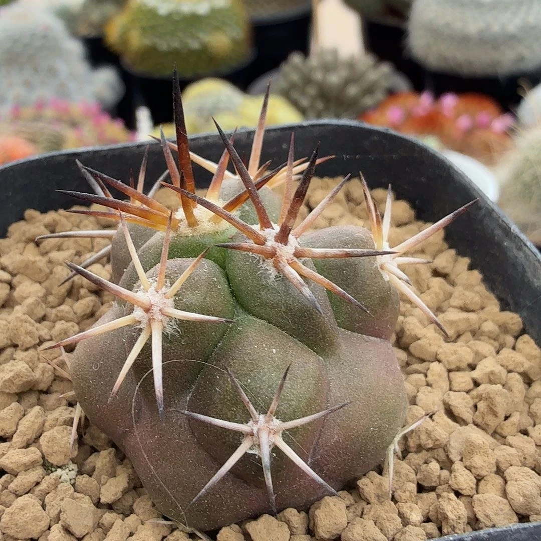 实生杜拉丸脱土发货