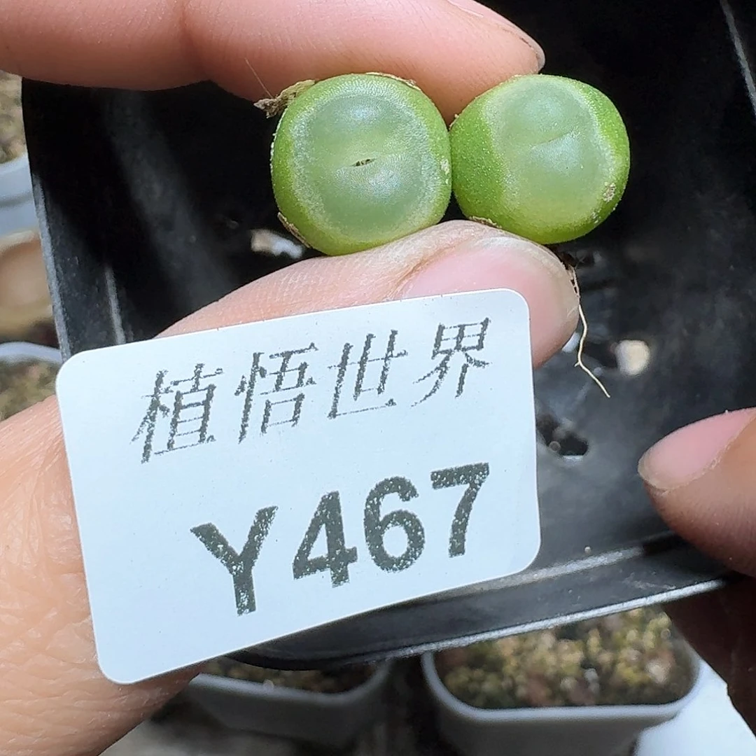 467盒多肉植物哇c f