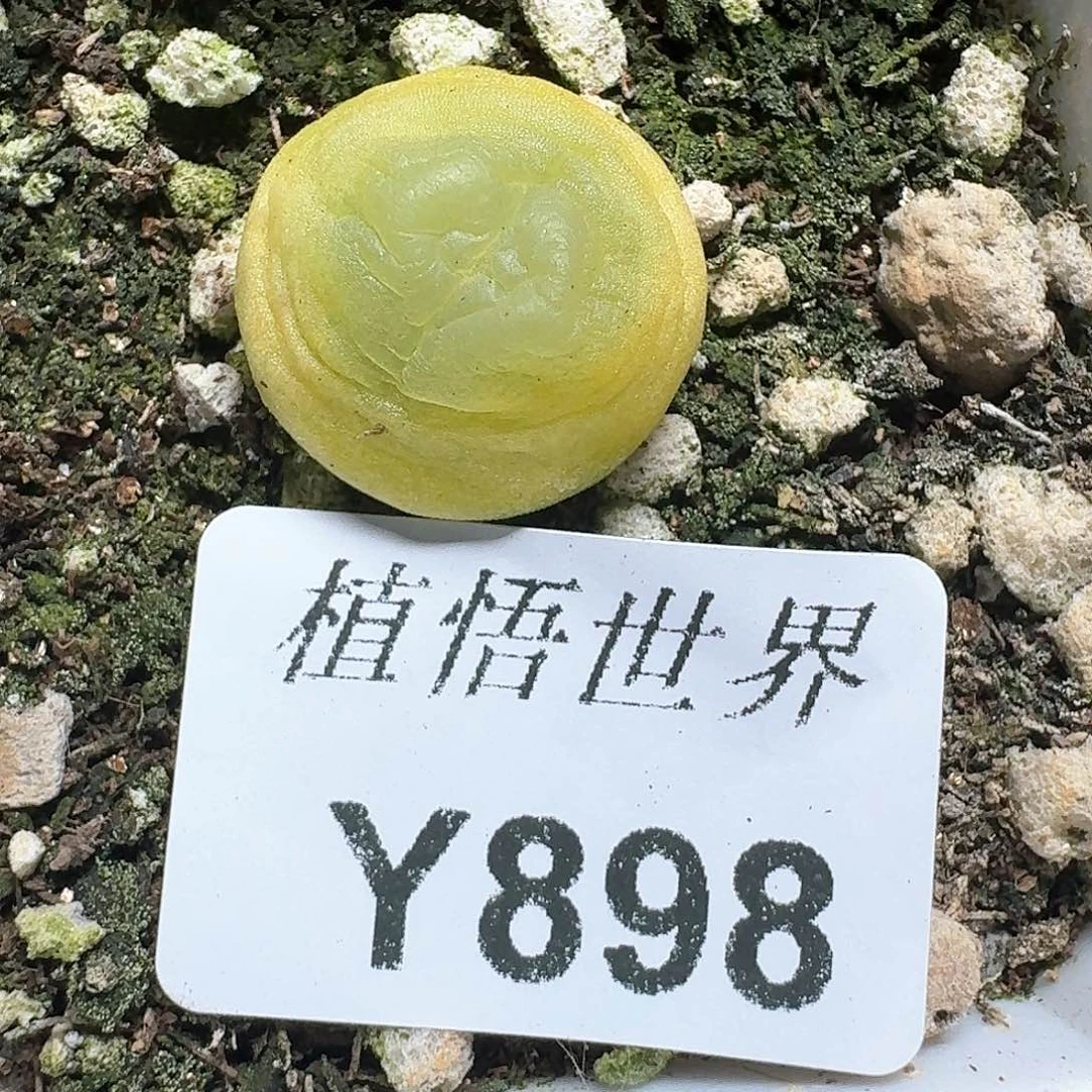 898盒多肉植物哇d f